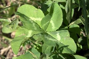 4-leaved clover, null