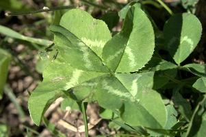 4-leaved clover, null