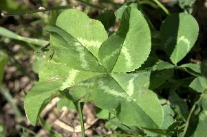 4-leaved clover, null