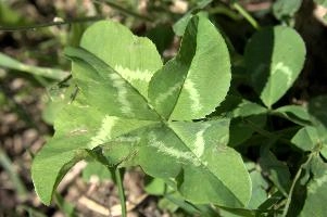 4-leaved clover, null