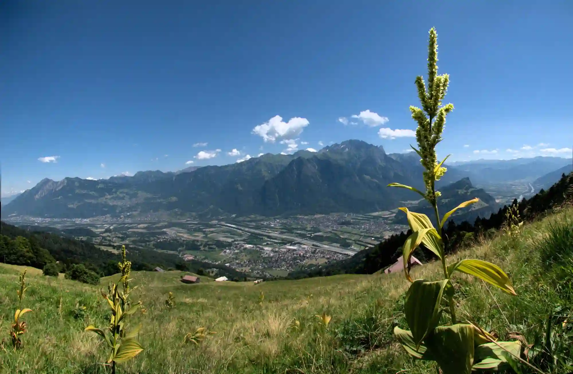 Rhine Valley from the Gonzen, swiss, alps, sargans, flower, rhine, farming, scenic, countryside, green, valley, sky, beautiful, mountains, switzerland, alpine, rural, gentian, pasture, tourism, agriculture, hiking, outdoor, view, summer, background, mountain, walking, gonzen, meadow, landscape, travel, hill, nature, field, scenery, farm, grazing, grass, livestock, liechtenstein