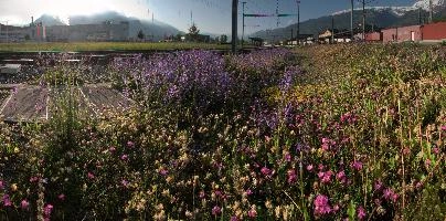 Bahnhof Flora, null