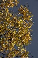 dse_008827_6066523_2020_10_28_14_13_17_50_02_00.jpg