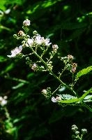Blackberry blossom in Gonzen woods, Sargans, null