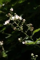 Blackberry blossom in Gonzen woods, Sargans, null