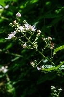 Blackberry blossom in Gonzen woods, Sargans, null