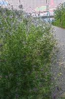 Blue pea flowers in Sargans, Switzerland, sargans