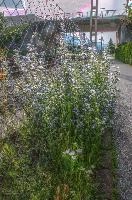 Blue pea flowers in Sargans, Switzerland, sargans