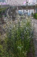 Blue wildflowers in Sargans, Switzerland, sargans