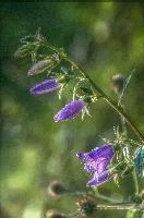 Campanula in Sargans, Switzerland, null