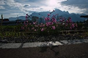 Alpine pinks on the railway lines in Sargans, Switzerland, null