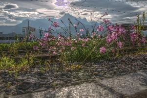 Alpine pinks on bank in Berschis, Switzerland, null