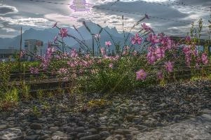 Alpine pinks on the railway lines in Sargans, Switzerland, null