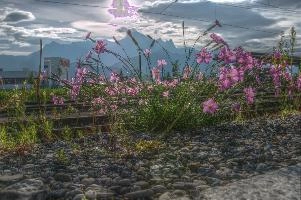 Alpine pinks on the railway lines in Sargans, Switzerland, null