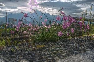 Alpine pinks on the railway lines in Sargans, Switzerland, null