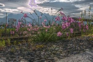 Alpine pinks on the railway lines in Sargans, Switzerland, null
