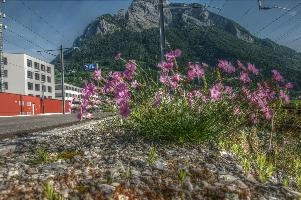 Alpine pinks on the railway lines in Sargans, Switzerland, sargans