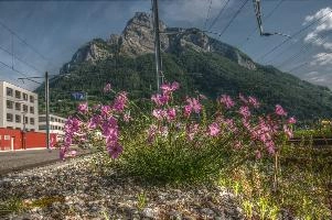 Alpine pinks on the railway lines in Sargans, Switzerland, sargans