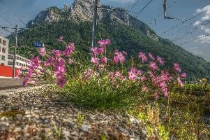 Alpine pinks on the railway lines in Sargans, Switzerland, sargans