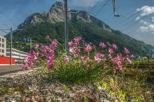 Alpine pinks on the railway lines in Sargans, Switzerland, sargans