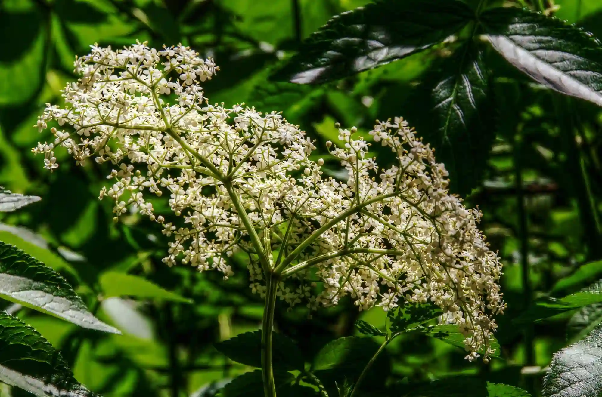 Elder flower in the woods of the Swiss Alps, null
