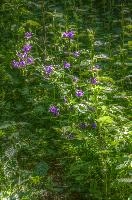 Aquilegia in woods in Sargans, Switzerland, null