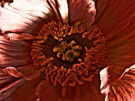 poppy_1_HDR.jpg
