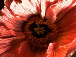 poppy_2b_HDR.jpg