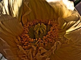 poppy_3_HDR.jpg