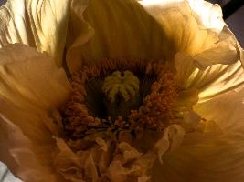 poppy_3b_HDR.jpg