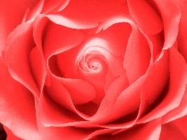 rose2.jpg