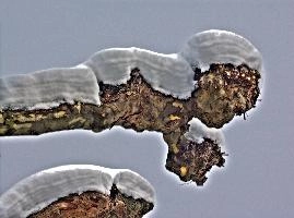 snowbranch.jpg