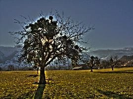 tree5.jpg