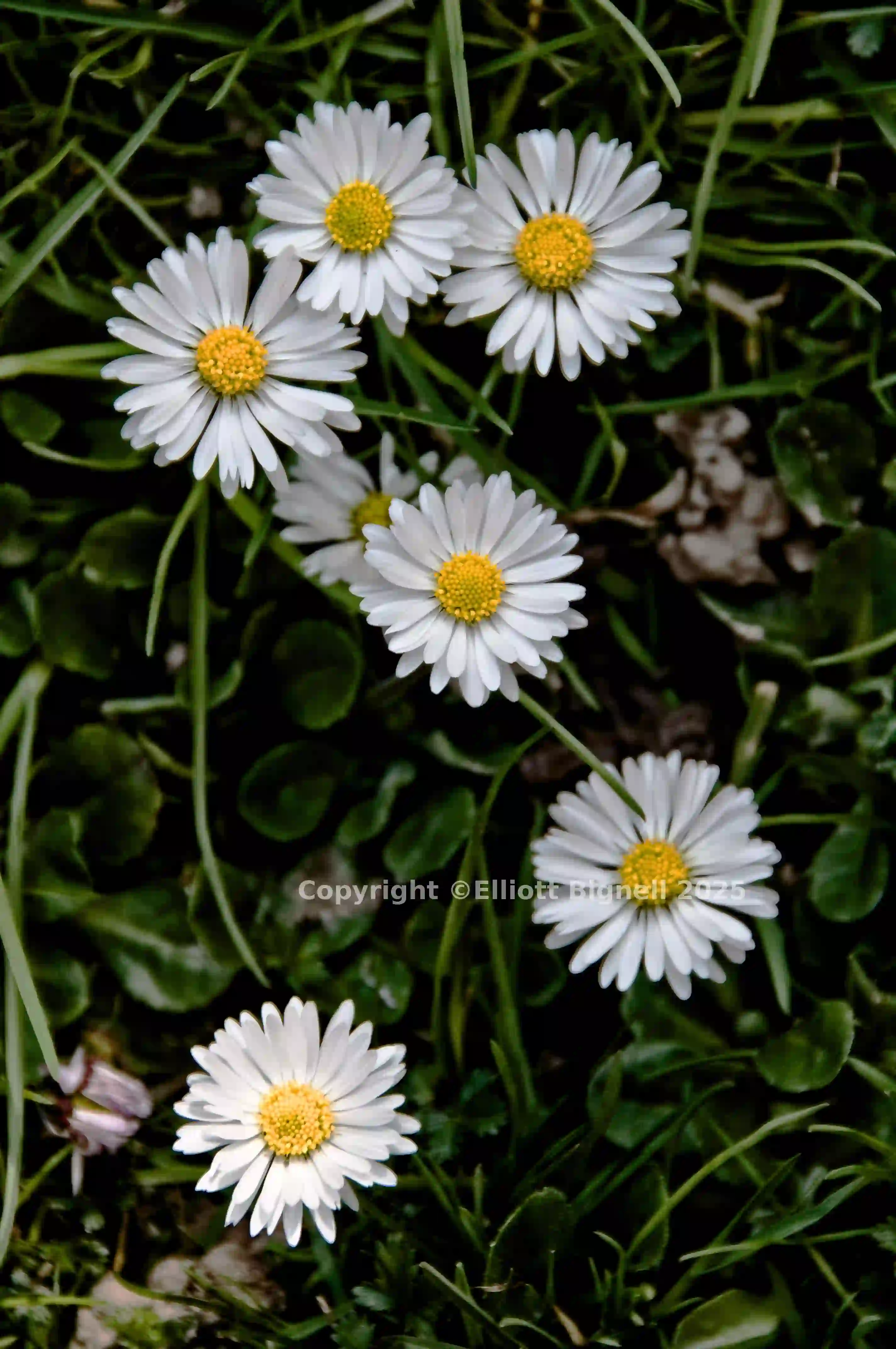 daisies.jpg