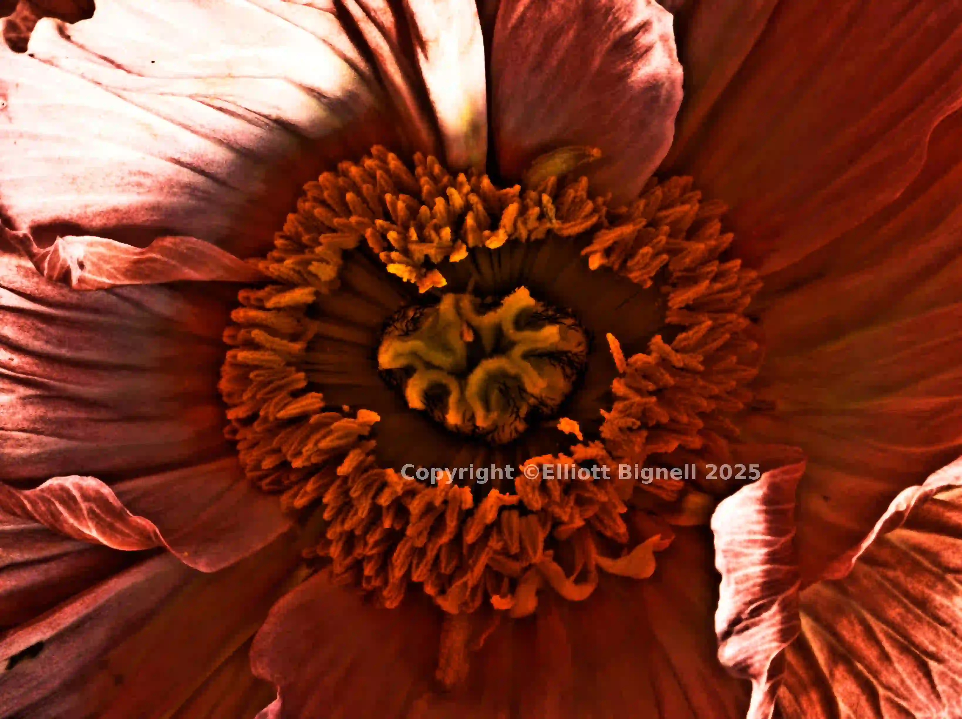 poppy_1_HDR.jpg