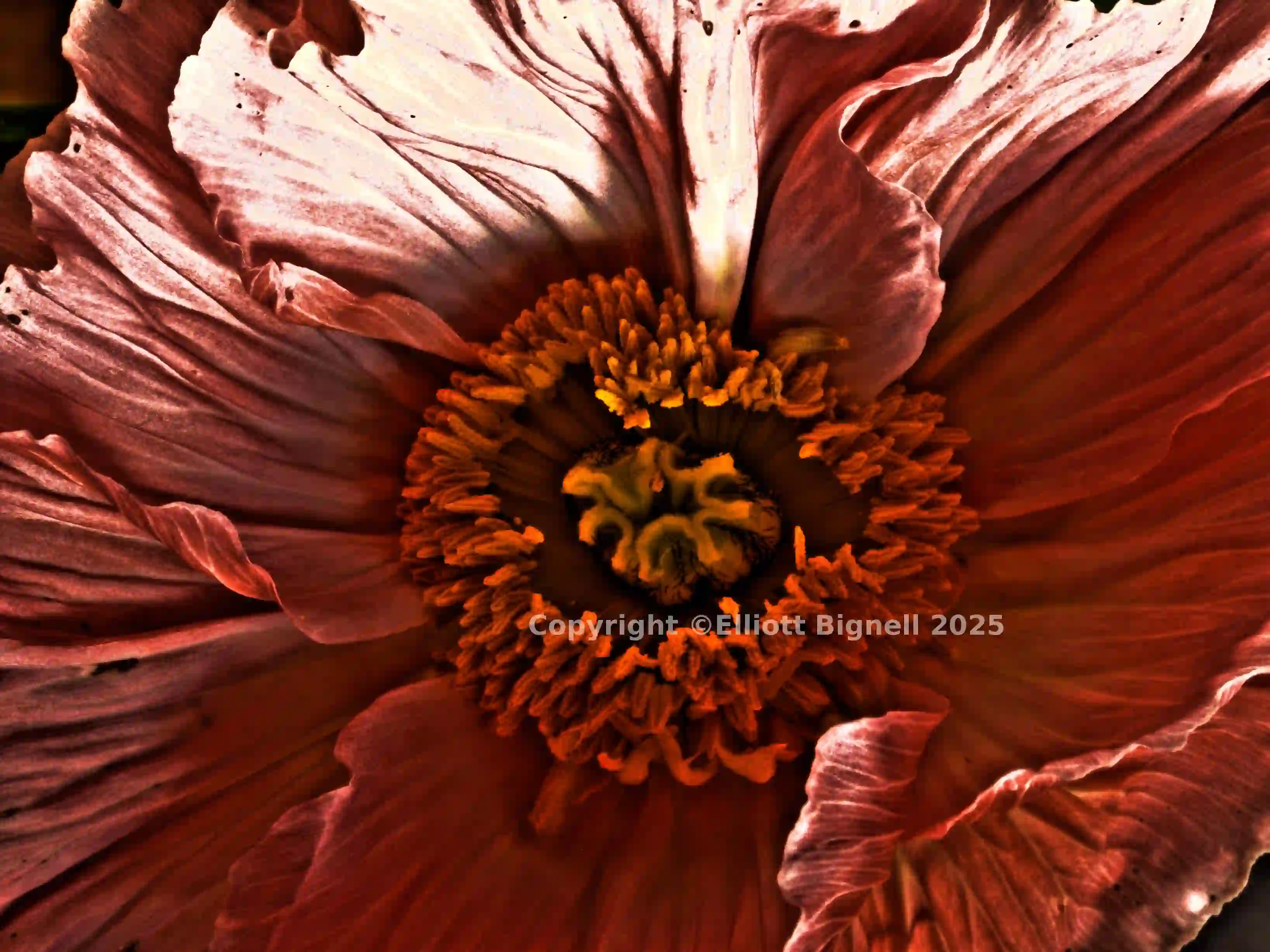 poppy_2_HDR.jpg