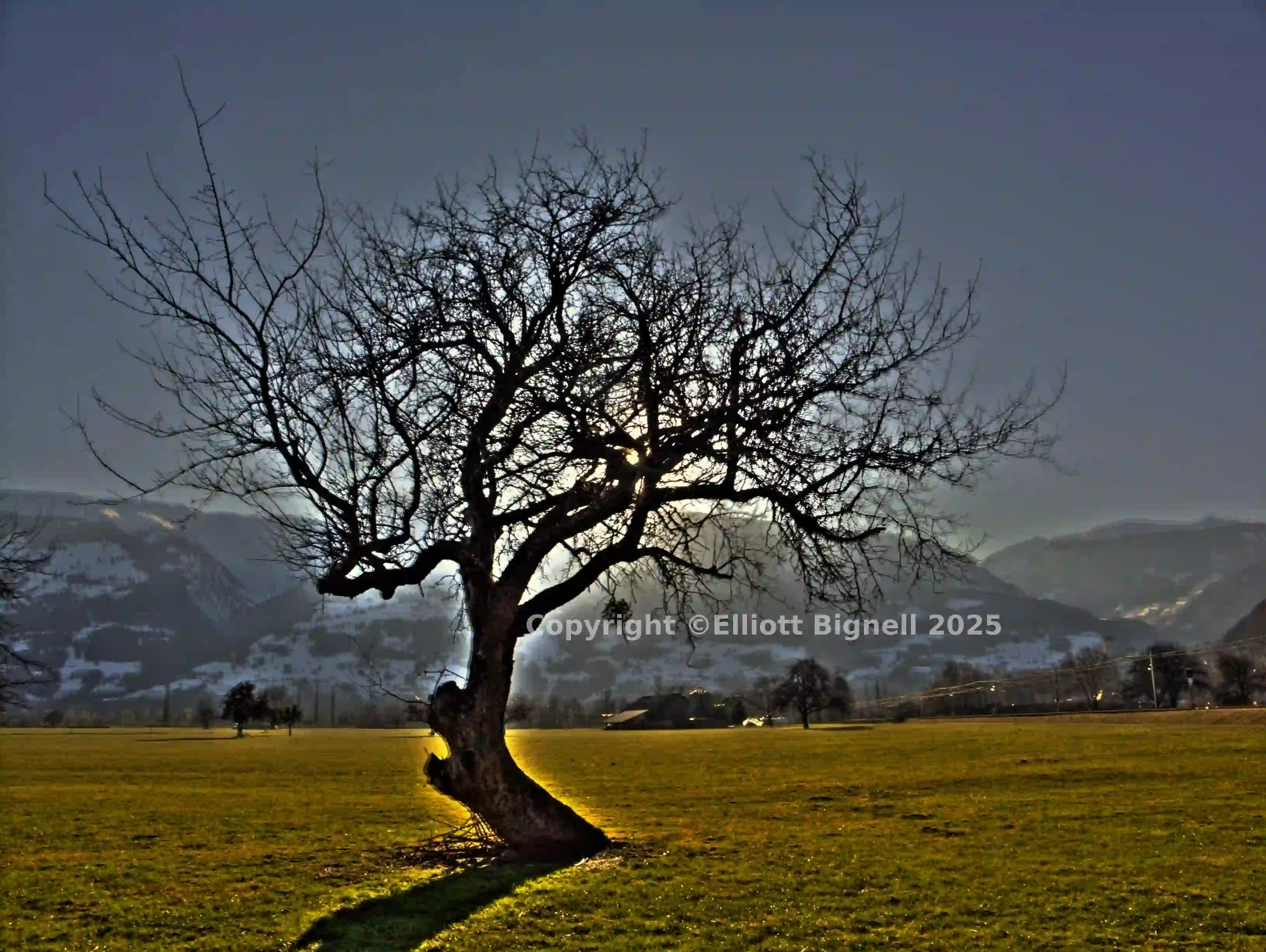 tree3.jpg