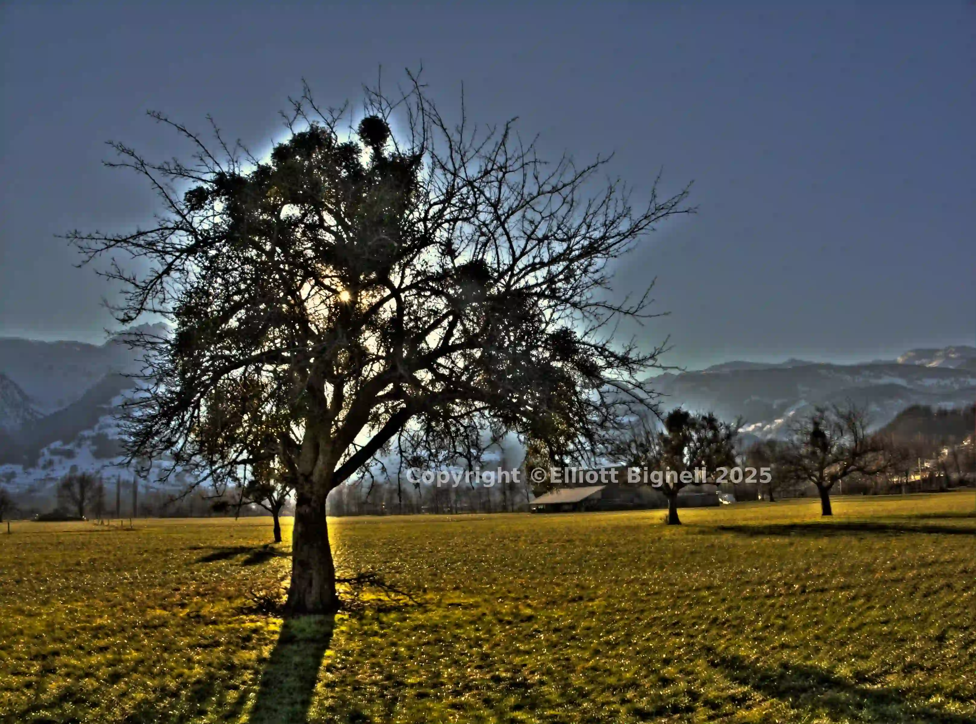tree5.jpg