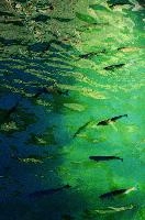 Fish in the Rhein at Schaffhausen. Switzerland, rheinfall, turquoise, green, swiss, swimming, trout, falls, rhine, animal, schaffhausen, wild, fish, river, chub, sunlight, summer, wildlife, waterfall, water, switzerland, scales, clear, sunshine, bright