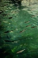 Fish in the Rhein at Schaffhausen. Switzerland, rheinfall, turquoise, green, swiss, swimming, trout, falls, rhine, animal, schaffhausen, wild, fish, river, chub, sunlight, summer, wildlife, waterfall, water, switzerland, scales, clear, sunshine, bright