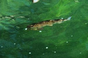 Fish in the Rhein at Schaffhausen, Switzerland, rheinfall, turquoise, green, swiss, swimming, trout, falls, rhine, animal, schaffhausen, wild, fish, river, chub, sunlight, summer, wildlife, waterfall, water, switzerland, scales, clear, sunshine, bright