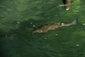 Fish in the Rhein at Schaffhausen, Switzerland, rheinfall, turquoise, green, swiss, swimming, trout, falls, rhine, animal, schaffhausen, wild, fish, river, chub, sunlight, summer, wildlife, waterfall, water, switzerland, scales, clear, sunshine, bright