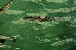 Fish in the Rhein at Schaffhausen, Switzerland, rheinfall, turquoise, green, swiss, swimming, trout, falls, rhine, animal, schaffhausen, wild, fish, river, chub, sunlight, summer, wildlife, waterfall, water, switzerland, scales, clear, sunshine, bright