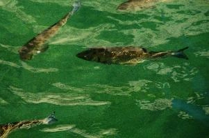 Fish in the Rhein at Schaffhausen, Switzerland, rheinfall, turquoise, green, swiss, swimming, trout, falls, rhine, animal, schaffhausen, wild, fish, river, chub, sunlight, summer, wildlife, waterfall, water, switzerland, scales, clear, sunshine, bright