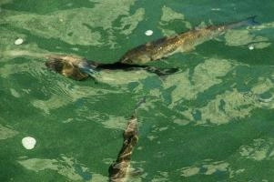 Fish in the Rhein at Schaffhausen, Switzerland, rheinfall, turquoise, green, swiss, swimming, trout, falls, rhine, animal, schaffhausen, wild, fish, river, chub, sunlight, summer, wildlife, waterfall, water, switzerland, scales, clear, sunshine, bright