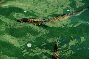 Fish in the Rhein at Schaffhausen, Switzerland, rheinfall, turquoise, green, swiss, swimming, trout, falls, rhine, animal, schaffhausen, wild, fish, river, chub, sunlight, summer, wildlife, waterfall, water, switzerland, scales, clear, sunshine, bright