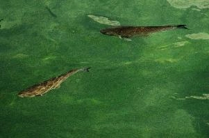 Fish in the Rhein at Schaffhausen, Switzerland, rheinfall, turquoise, green, swiss, swimming, trout, falls, rhine, animal, schaffhausen, wild, fish, river, chub, sunlight, summer, wildlife, waterfall, water, switzerland, scales, clear, sunshine, bright