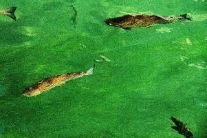 Fish in the Rhein at Schaffhausen, Switzerland, rheinfall, turquoise, green, swiss, swimming, trout, falls, rhine, animal, schaffhausen, wild, fish, river, chub, sunlight, summer, wildlife, waterfall, water, switzerland, scales, clear, sunshine, bright