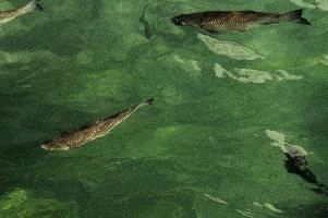 Fish in the Rhein at Schaffhausen, Switzerland, rheinfall, turquoise, green, swiss, swimming, trout, falls, rhine, animal, schaffhausen, wild, fish, river, chub, sunlight, summer, wildlife, waterfall, water, switzerland, scales, clear, sunshine, bright