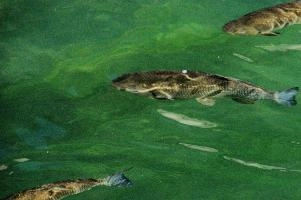 Fish in the Rhein at Schaffhausen, Switzerland, rheinfall, turquoise, green, swiss, swimming, trout, falls, rhine, animal, schaffhausen, wild, fish, river, chub, sunlight, summer, wildlife, waterfall, water, switzerland, scales, clear, sunshine, bright